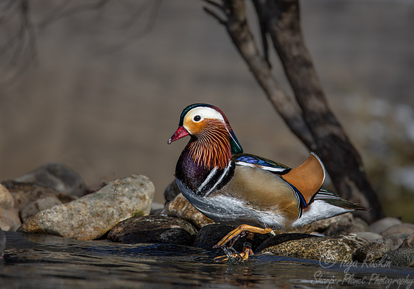 413 Mandarin duck male (Aix galericulata) - Ripley Waterfowl Conservancy CT
