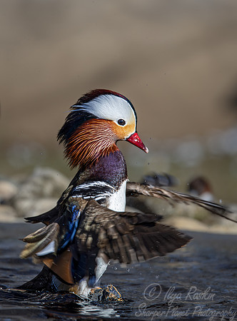 414 Mandarin duck male (Aix galericulata) - Ripley Waterfowl Conservancy CT