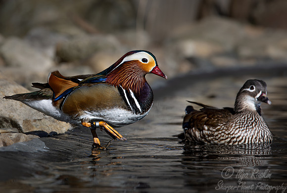 419 Mandarin duck male and female (Aix galericulata) - Ripley Waterfowl Conservancy CT