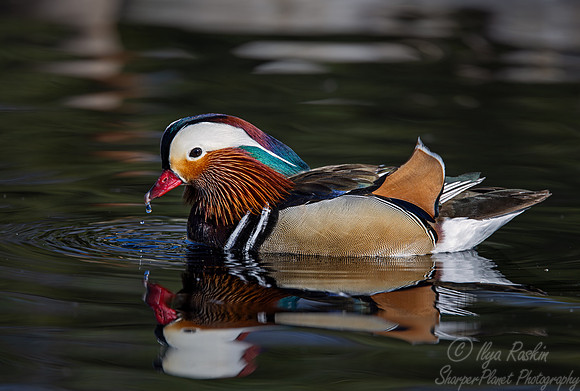 418 Mandarin duck male (Aix galericulata) - Ripley Waterfowl Conservancy CT