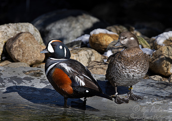420 Harlequin ducks male and female (Histrionicus histrionicus) - Ripley Waterfowl Conservancy CT
