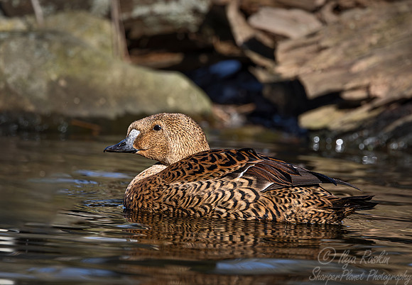 424 King eider female (Somateria spectabilis) - Ripley Waterfowl Conservancy CT