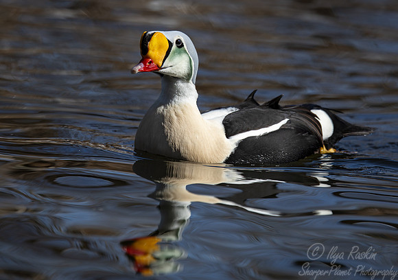426 King eider male (Somateria spectabilis) - Ripley Waterfowl Conservancy CT