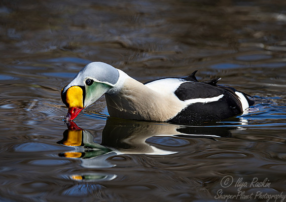 427 King eider male (Somateria spectabilis) - Ripley Waterfowl Conservancy CT