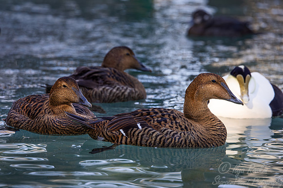 423 Common eiders (Somateria mollissima) - Ripley Waterfowl Conservancy CT