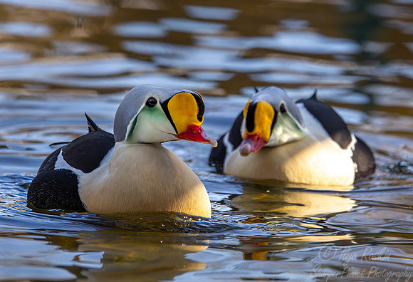 430 King eiders males (Somateria spectabilis) - Ripley Waterfowl Conservancy CT