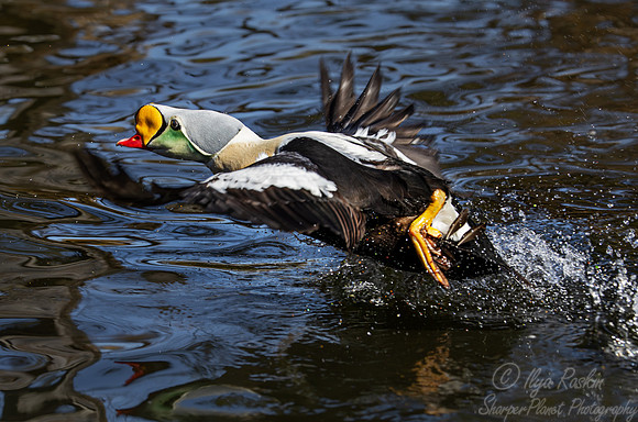 432 King eider male (Somateria spectabilis) - Ripley Waterfowl Conservancy CT