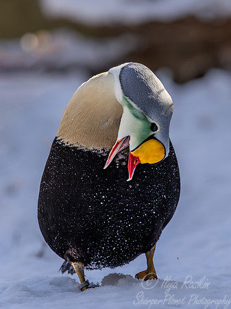 433 King eider male (Somateria spectabilis) - Ripley Waterfowl Conservancy CT