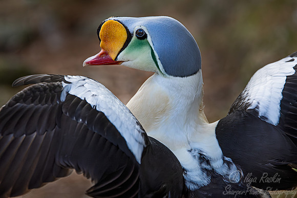429 King eider male (Somateria spectabilis) - Ripley Waterfowl Conservancy CT