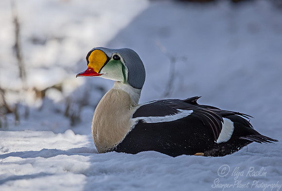 434 King eider male (Somateria spectabilis) - Ripley Waterfowl Conservancy CT