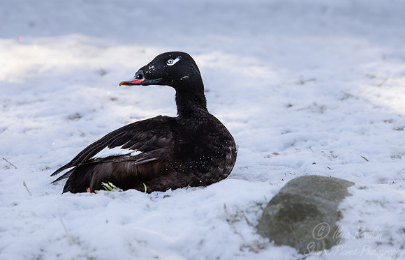 436 White-winged scoter (Melanitta deglandi) - Ripley Waterfowl Conservancy CT