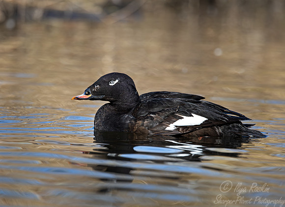 435 White-winged scoter (Melanitta deglandi) - Ripley Waterfowl Conservancy CT