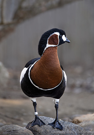 437 Red-breasted Goose (Branta ruficollis) - Ripley Waterfowl Conservancy CT
