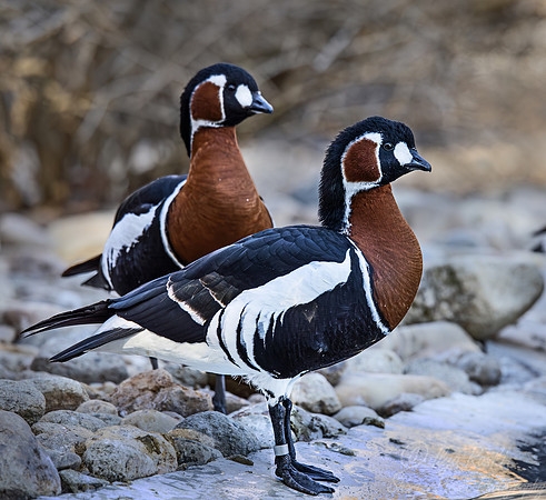 438 Red-breasted Geese (Branta ruficollis) - Ripley Waterfowl Conservancy CT