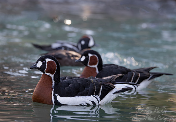 439 Red-breasted Geese (Branta ruficollis) - Ripley Waterfowl Conservancy CT