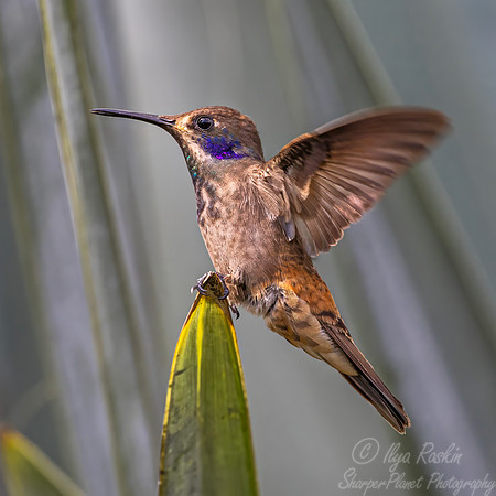 446 Brown violetear (Colibri delphinae) - Colombia cloud forest cloud forest