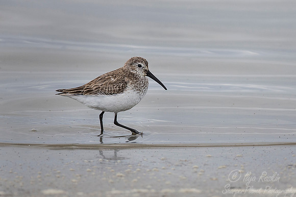 239 Western Sandpiper (Calidris mauri) - SC