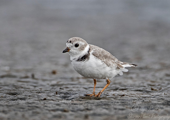 240 Piping Plover (Charadrius melodus) - SC