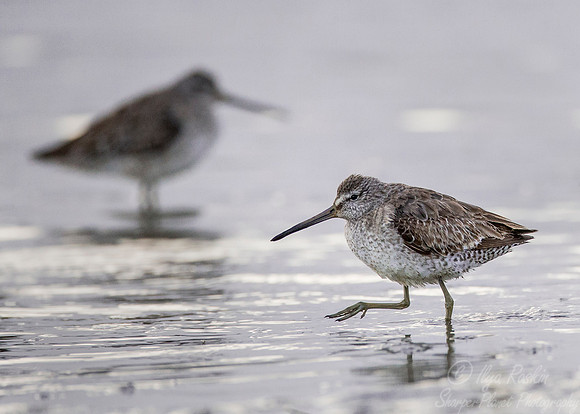 246 Short-billed Dowitchers (Limnodromus griseus) - SC