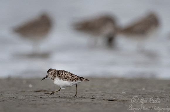 247 Least Sandpiper (Calidris minutilla) - SC