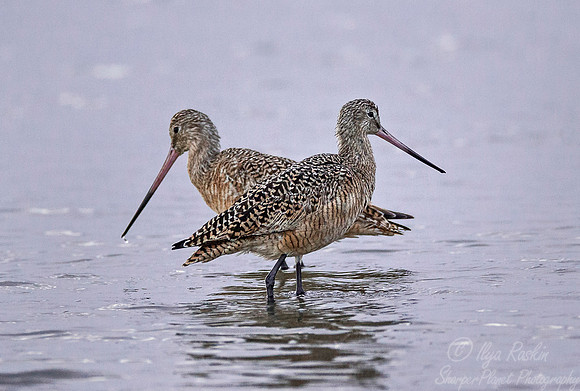 248 Marbled Godwit (Limosa fedoa) - SC