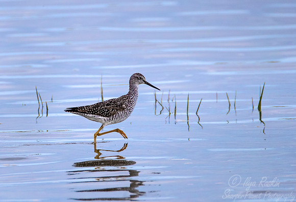 250 Greater Yellowlegs (Tringa melanoleuca) - SC