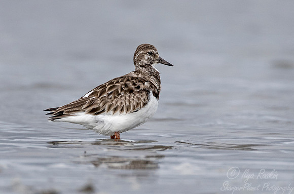 251 Ruddy Turnstone (Arenaria interpres) - SC