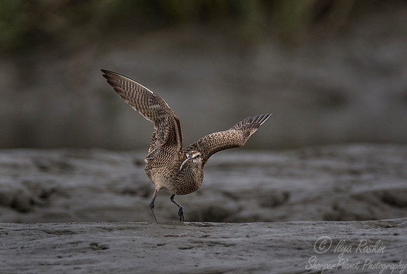 252 Whimbrel (Numenius phaeopus) - SC