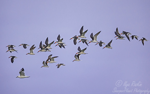 253 Black Skimmer (Rynchops niger) - SC