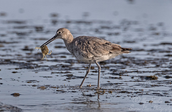 249 Willet (Tringa semipalmata) - SC