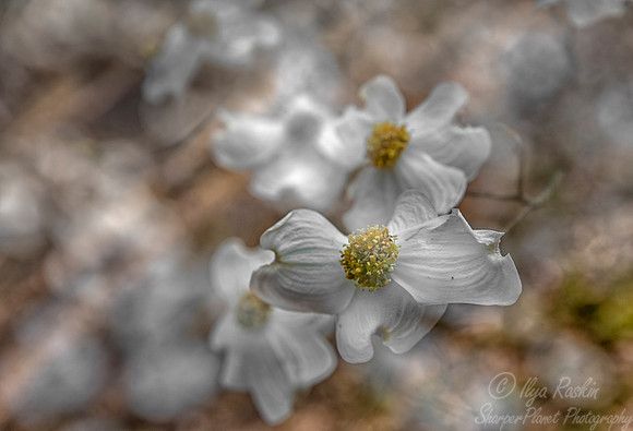 109 Dogwood (Cornus) - Charleston SC