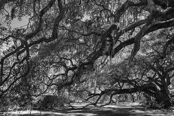 113 Charleston SC