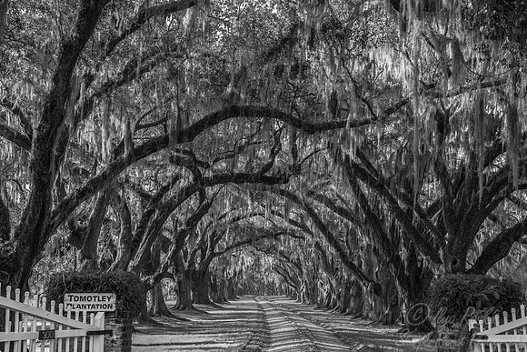 117 Charleston SC