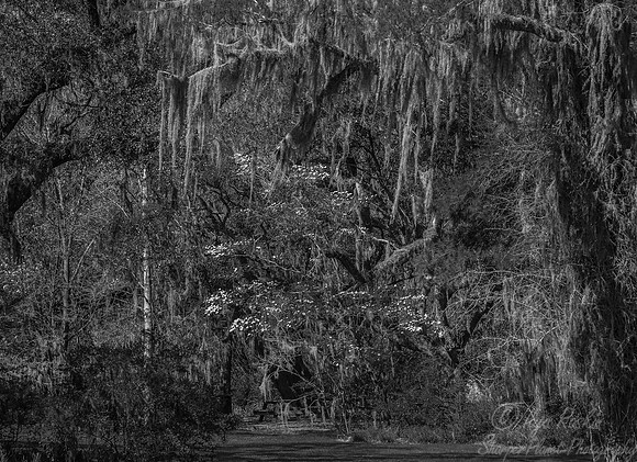 118 Charleston SC