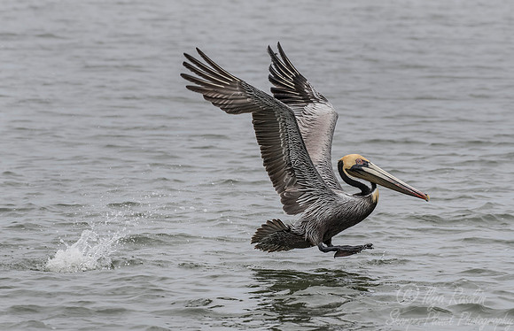 147 Brown Pelican (Pelecanus occidentalis) - SC