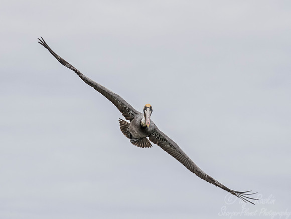 148 Brown Pelican (Pelecanus occidentalis) - SC