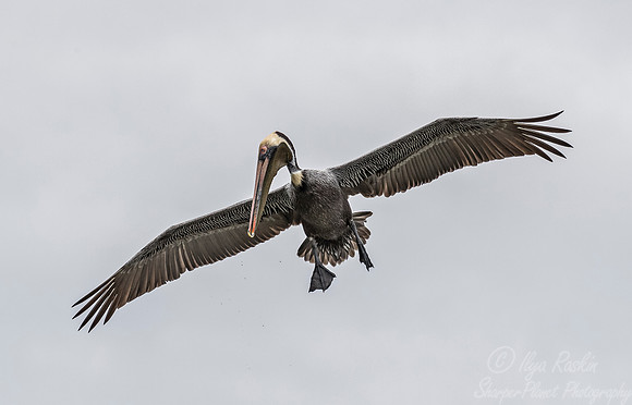 149 Brown Pelican (Pelecanus occidentalis) - SC
