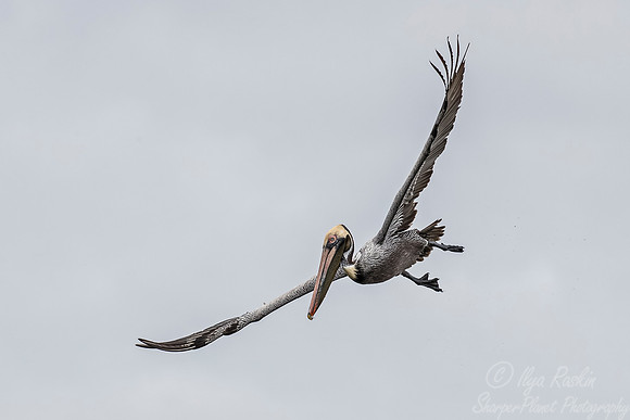 150 Brown Pelican (Pelecanus occidentalis) - SC