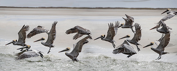 146 Brown Pelican (Pelecanus occidentalis) - SC