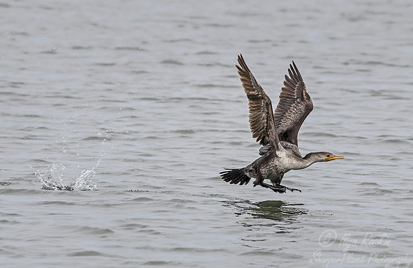 151 Neotropic Cormorant (Phalacrocorax brasilianus) - SC