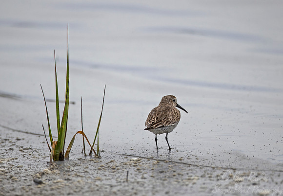 237 Western Sandpiper (Calidris mauri) - SC