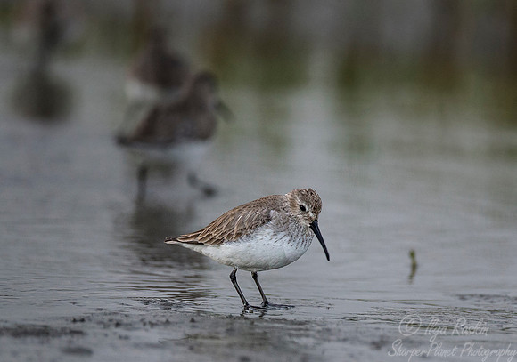 238 Western Sandpiper (Calidris mauri) - SC