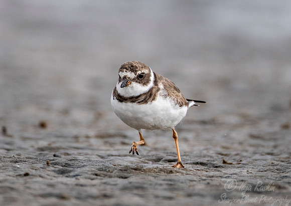 241 Semipalmated Plover (Charadrius semipalmatus) - SC
