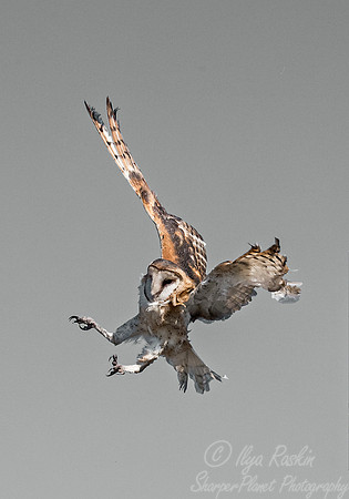 242 Barn Owl (Tyto alba) - SC