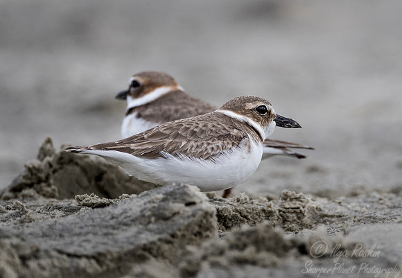 242 Wilson's Plovers (Charadrius wilsonia) - SC