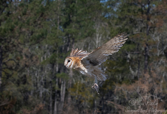 243 Barn Owl (Tyto alba) - SC