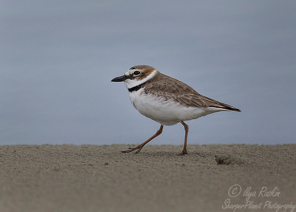 243 Wilson's Plover (Charadrius wilsonia) - SC