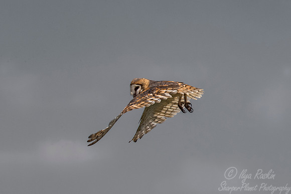 244 Barn Owl (Tyto alba) - SC