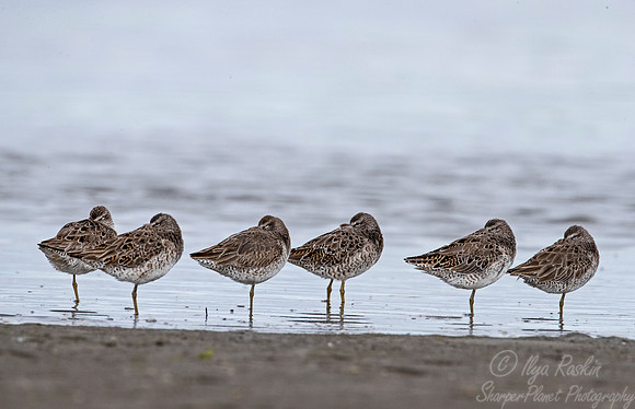 244 Short-billed Dowitchers (Limnodromus griseus) - SC