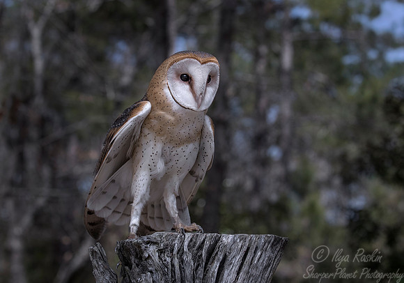245 Barn Owl (Tyto alba) - SC